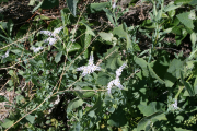 salt heliotrope (Heliotropium curassavicum L.) 